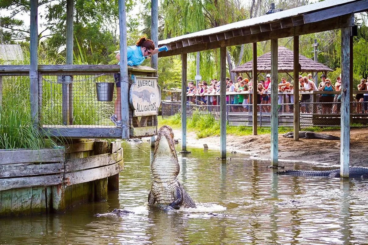 An exciting exterior scene featuring an alligator feeding demonstration, with a trainer engaging the audience and lush greenery in the background. The image captures people gathered outdoors, immersed in a unique wildlife experience that highlights the adventurous spirit of the local area.